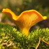 Chanterelle comestible.jpg